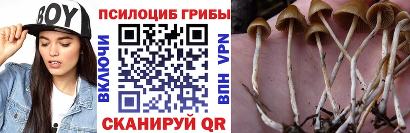 Галлюциногенные грибы Cubensis  где купить   Новодвинск 