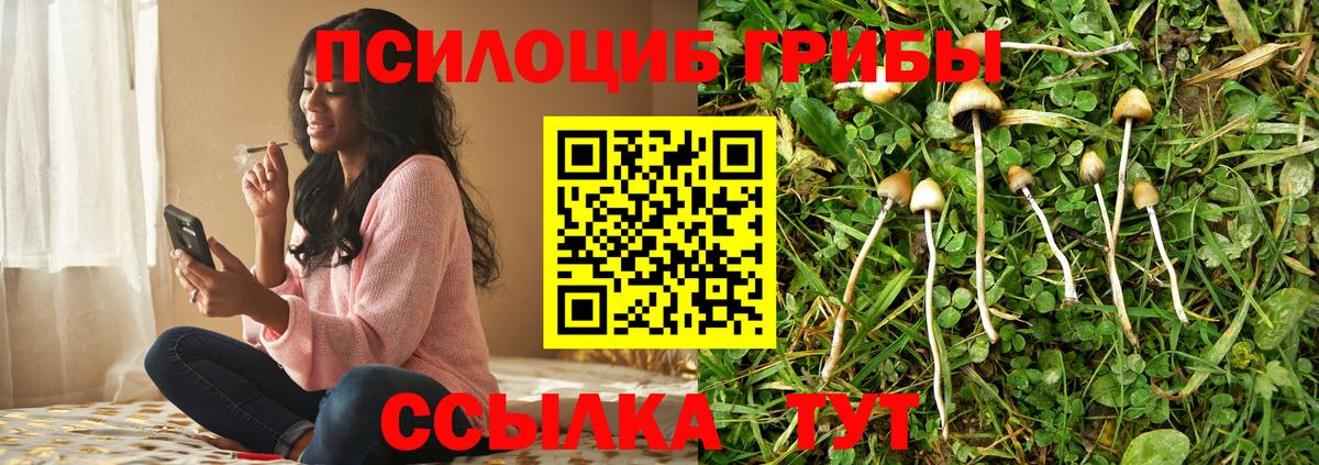 Псилоцибиновые грибы Psilocybe Новодвинск